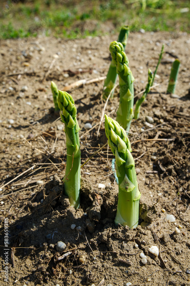 Frischer grüner Spargel als close-up auf dem Feld während der Erntezeit an einem sonnigen Sommertag Frischer grüner Spargel als close-up auf dem Feld während der Erntezeit an einem sonnigen Sommertag