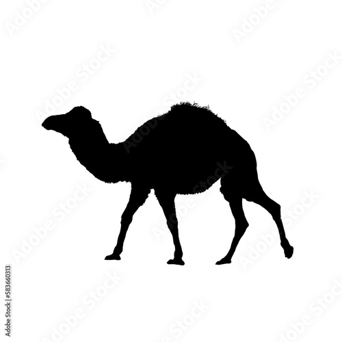 Camel silhouette, dromedary - vector illustration