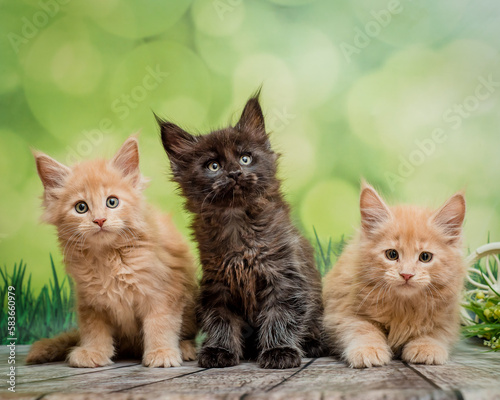 Three cute fluffy kittens are posing for a photo. The breed of the cat is the Maine Coon