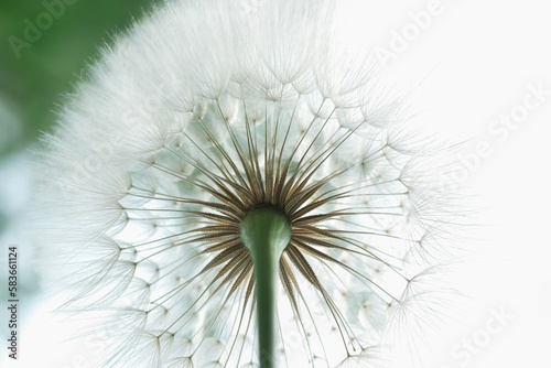 Dandelion on a white green background. Freedom to Wish. Abstract Dandelion flower background. Seed macro closeup. Soft focus. Silhouette fluffy flower. Nature background with dandelion. Fragility