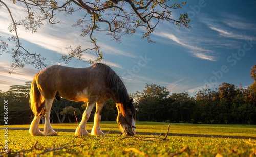 Clydesdale horse eating grass against golden Light sunset in the grazing stables field