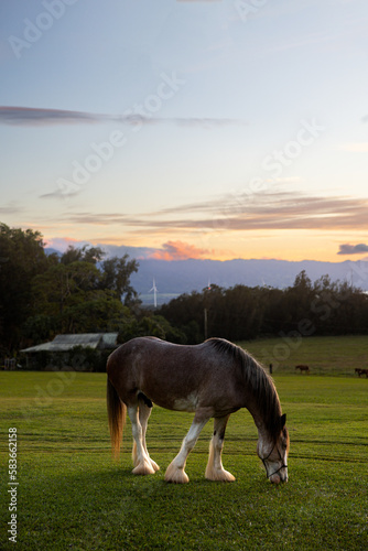 Photography Clydesdale horse eating grass against golden Light sunset in the grazing stables