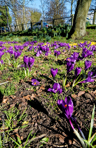 Field with crocuses flowers. The Crocus flavus - part of the family Iridacea. photo