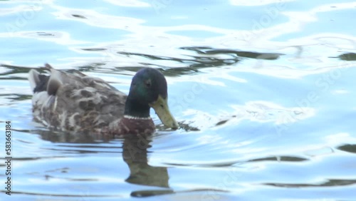 Ducks swimming around in a marina