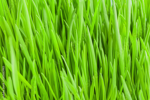 Fresh spring green grass background. Idea of spring renewal of nature. Beautiful smooth updated lawn grass
