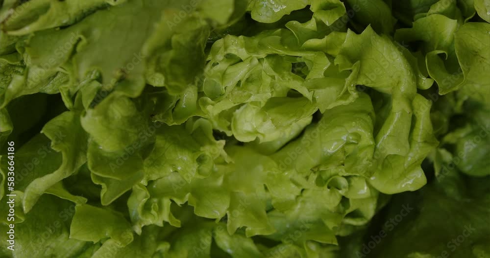 A knife cuts off Beijing cabbage. The cook slices the salad for the meal. Slow motion macro chopping greens for lettuce. High quality 4k footage A knife cuts off Beijing cabbage. The cook slices the salad for the meal. Slow motion macro chopping greens for lettuce. High quality 4k footage