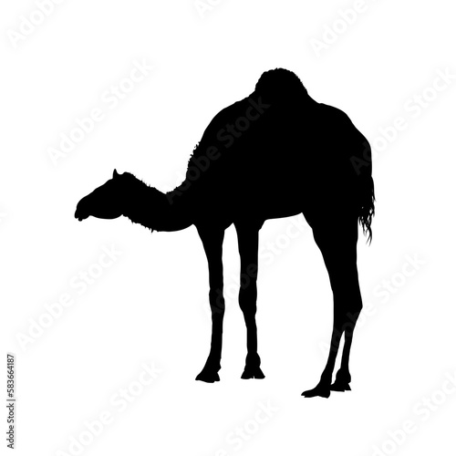 Camel silhouette, dromedary - vector illustration