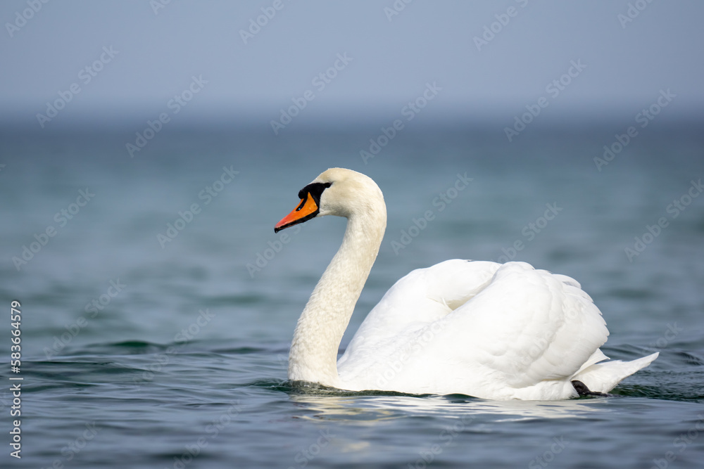 mute swan cygnus olor mute swan cygnus olor
