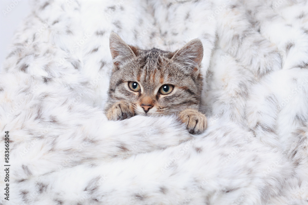Close up of very small cute Kitten in female hands. Pet care concept. Place for text. Little cute Cat lying on white fur. Adorable Kitten sitting in his owner arms. People and their pets Close up of very small cute Kitten in female hands. Pet care concept. Place for text. Little cute Cat lying on white fur. Adorable Kitten sitting in his owner arms. People and their pets