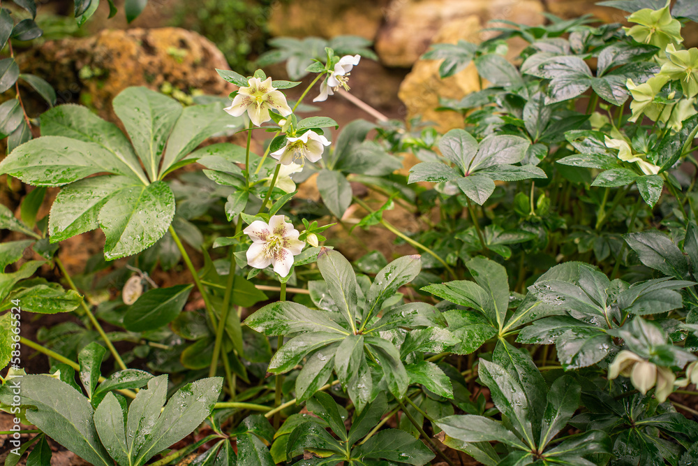 Spring in the park, flowering in the botanical garden, blossom. Flowers of the eastern orientalis hellebore, the flowering of the winter garden Spring in the park, flowering in the botanical garden, blossom. Flowers of the eastern orientalis hellebore, the flowering of the winter garden