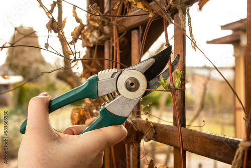 Pruning the clematis plant with secateurs in spring
 photo