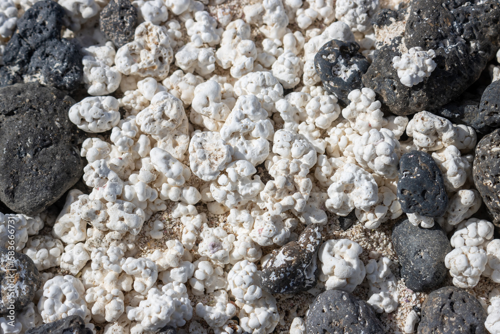 Black pebbles and white broken corals, Fuerteventura Black pebbles and white broken corals, Fuerteventura