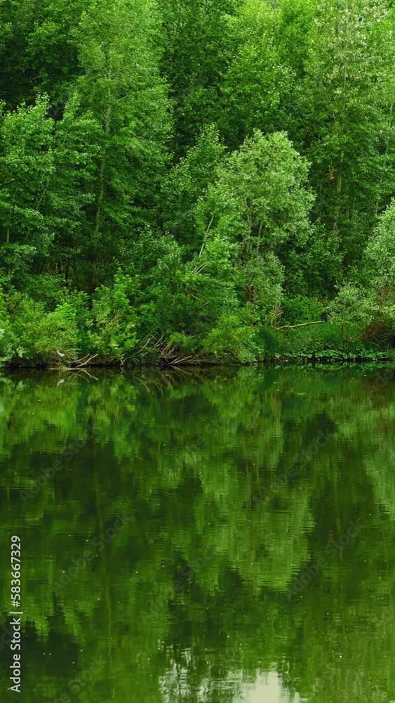The forest on the bank of the river is reflected in the water and the seagulls fly over the water. Vertical video The forest on the bank of the river is reflected in the water and the seagulls fly over the water. Vertical video