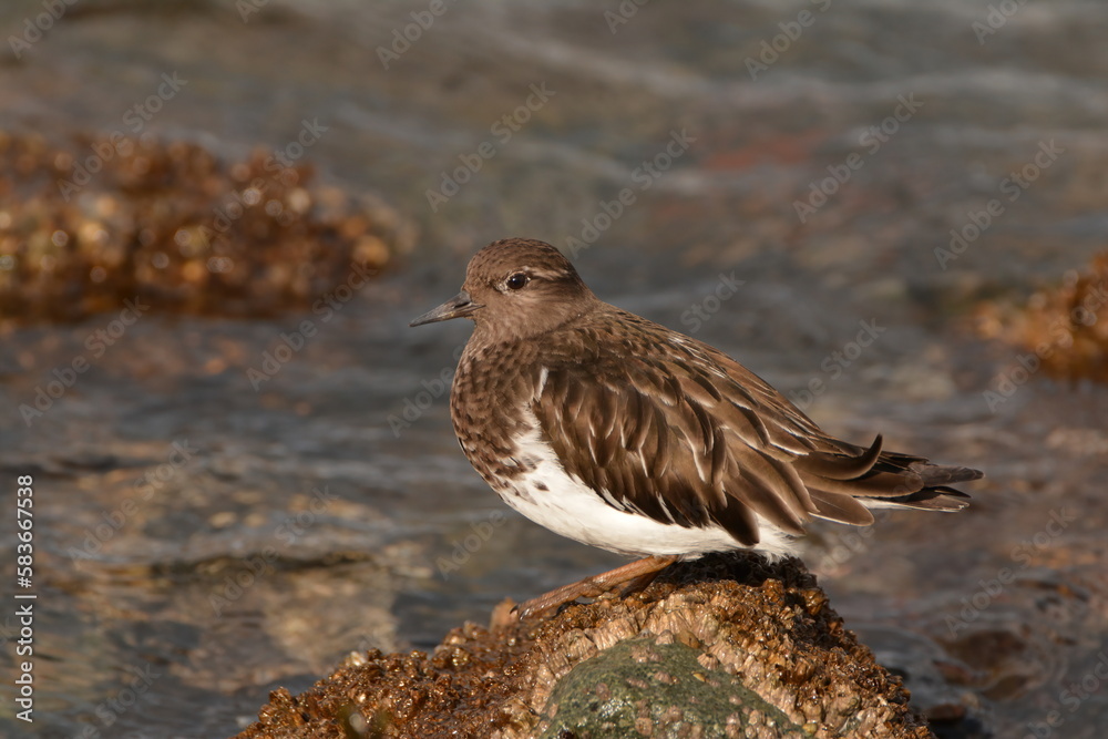 Black Turnstone on rocks Black Turnstone on rocks