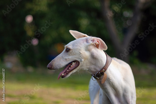 Fototapeta Portrait of adorable greyhound in nature