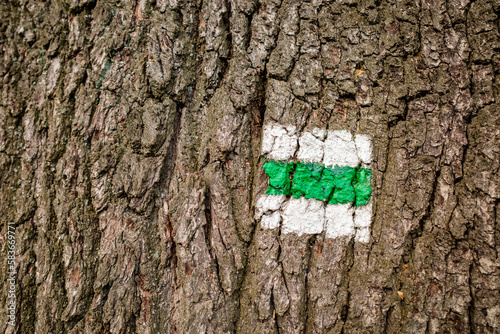 Hiking trail, trail sign, background. Green stripe on white background. Brown tree trunk. Guide sign made of paint. The symbol shows the right way. Forest navigation map. Ortrand-Radeburg-Steinbach