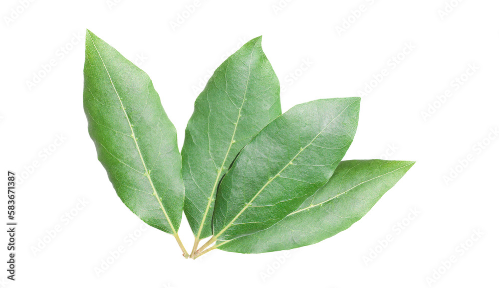 Obraz premium Beautiful group of laurel leaves isolated on white background. Fresh bay leaves. 