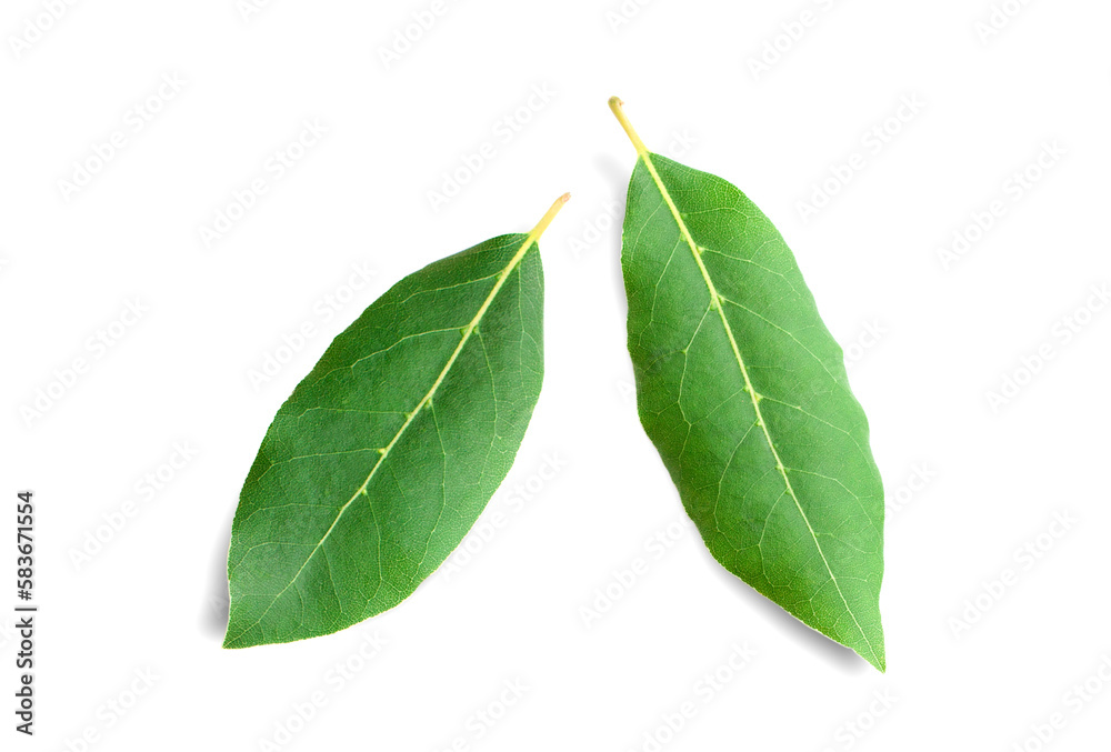 Beautiful laurel leaves isolated on white background. Fresh bay leaves.