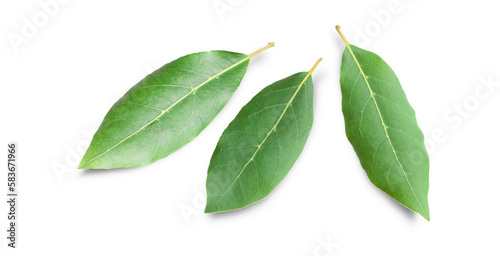 Beautiful laurel leaves isolated on white background. Fresh bay leaves. © missty