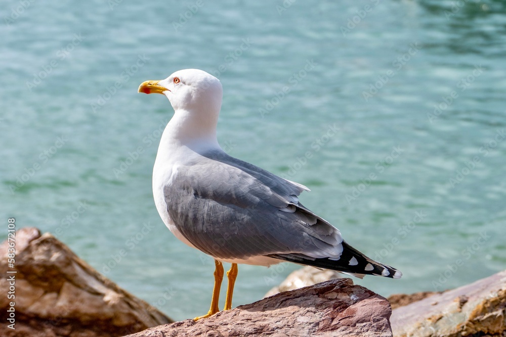 Möwe auf Steinen stehend am Meer.