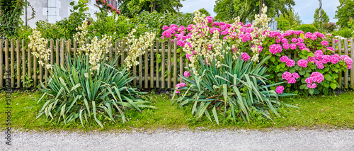 Beautifully maintained cottage garden with yucca filamentosa and hydrangeas, in Bavaria, Southern Germany. Panorama format.