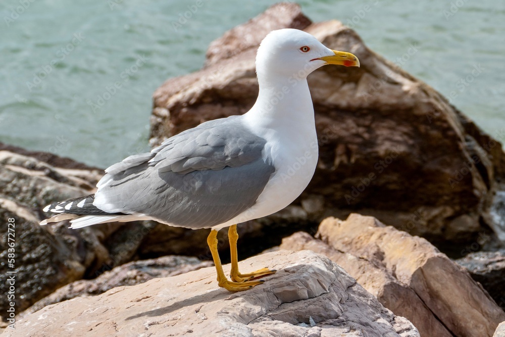 Nahaufnahme einer Möwe auf Steinen stehend am Meer.