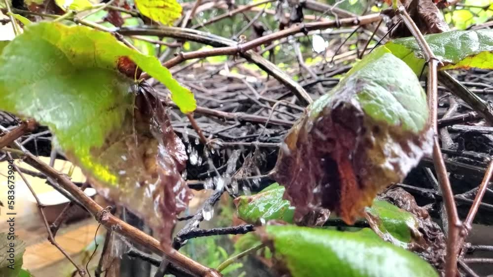Grapevine, rain falling on a grapevine in slow motion, 4k, natural light, selective focus.