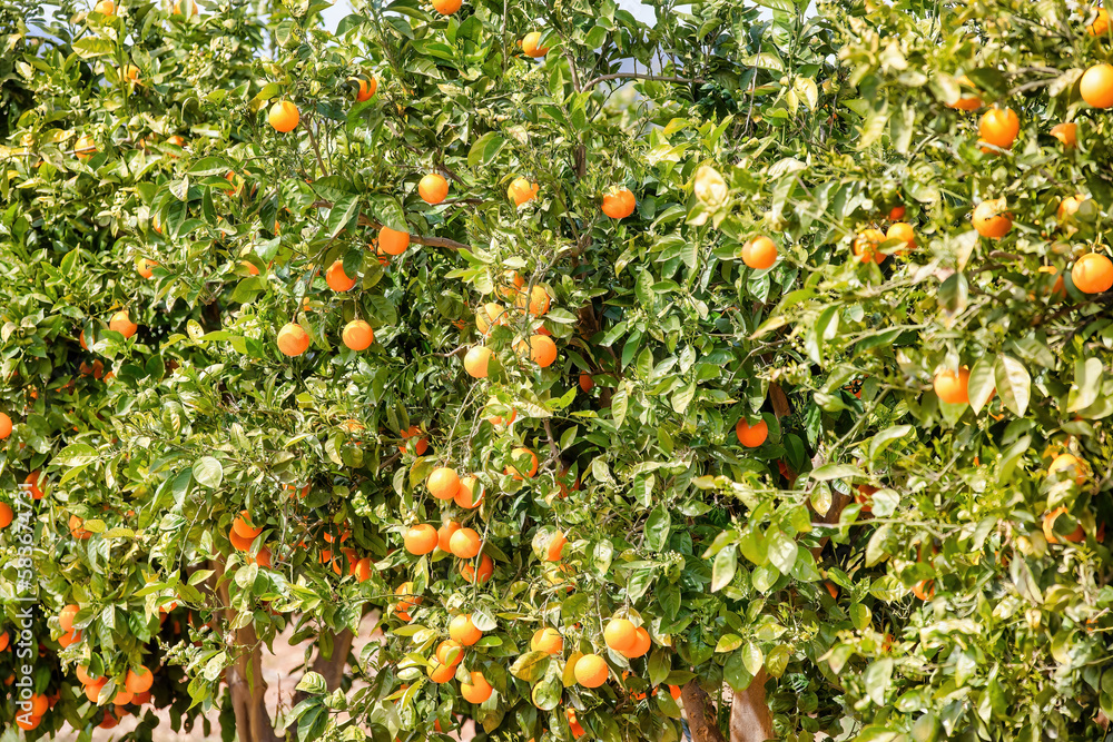 Harvest Time, Orange Trees in Spain: Fresh Citrus Fruit and Scenic Landscapes