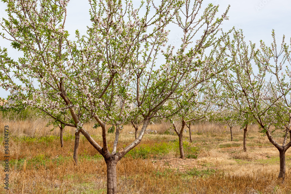 Blooming Almond Trees in Spain: Scenic Landscapes and Natural Beauty
