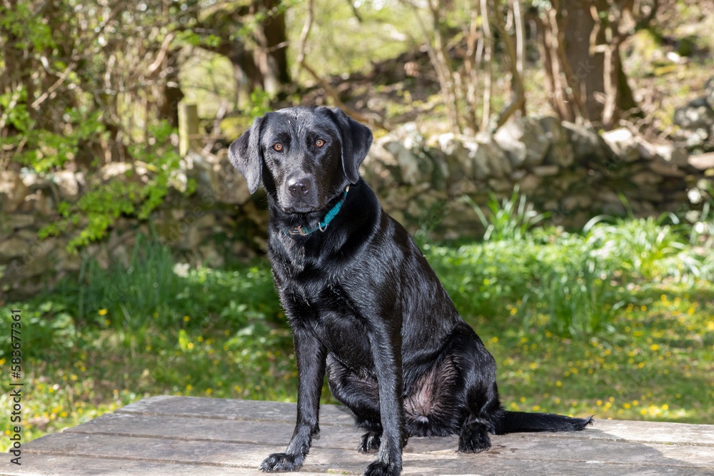 Portrait of a black Labrador sitting on a picnic table Portrait of a black Labrador sitting on a picnic table