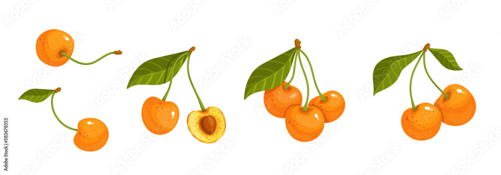 Set of ripe, juicy yellow cherries.Vector graphics.
Set of ripe, juicy yellow cherries.Vector graphics.