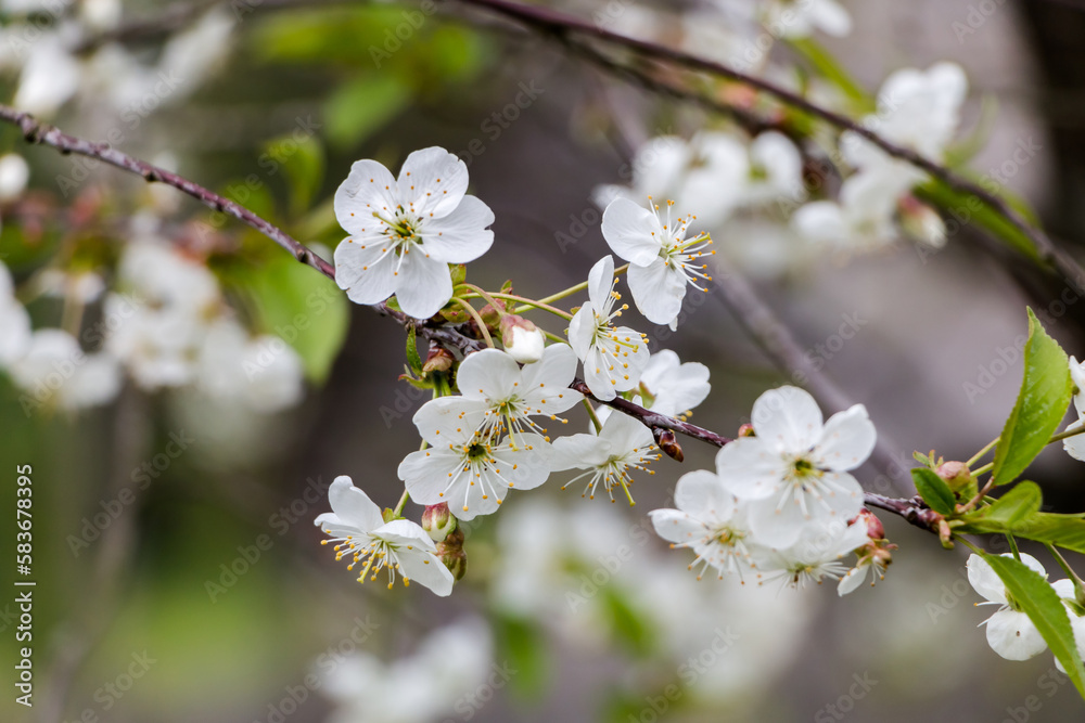 Spring white flowers. Blooming cherry in spring. Natural flower background.