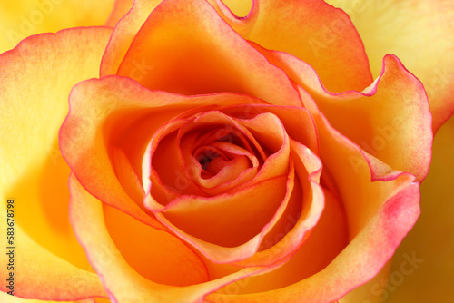 Yellow rose with red edges of petals isolated on yellow background