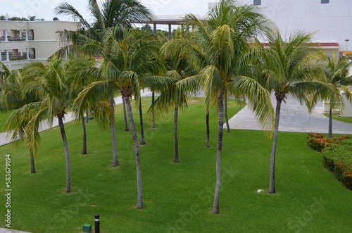 palm trees in the park