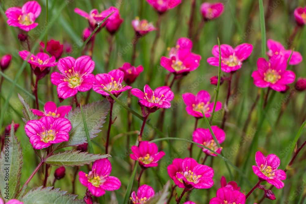 Spring flowers. Blooming pink saxifrage. Natural flower background. Spring flowers. Blooming pink saxifrage. Natural flower background.