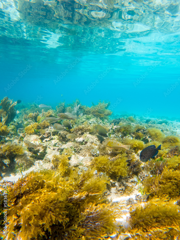 Fototapeta premium Coral