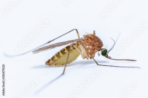 Culex pipiens, commonly referred to as the common house mosquito
