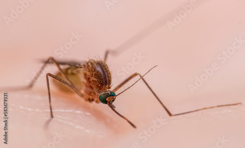 Culex pipiens, commonly referred to as the common house mosquito 