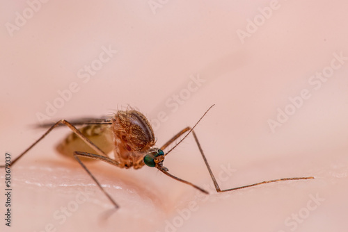 Culex pipiens, commonly referred to as the common house mosquito 