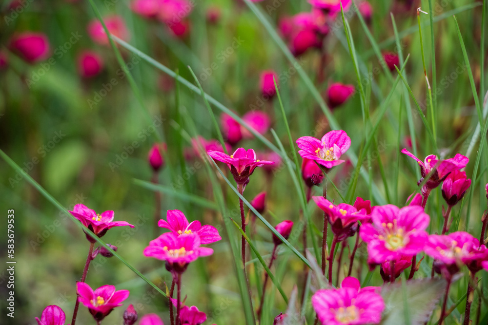 Spring flowers. Blooming pink saxifrage. Natural flower background. Spring flowers. Blooming pink saxifrage. Natural flower background.