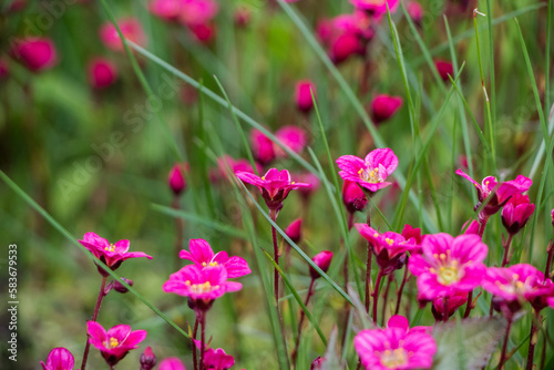 Spring flowers. Blooming pink saxifrage. Natural flower background. © Alesia