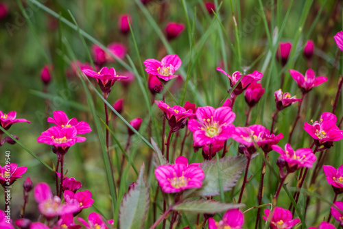 Spring flowers. Blooming pink saxifrage. Natural flower background.