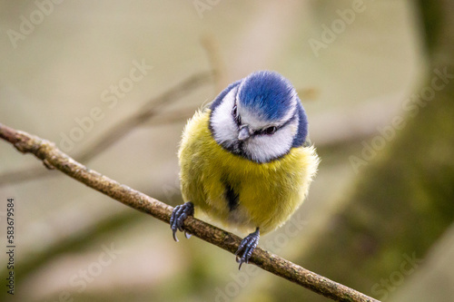 Blue Tit perched on a slim branch