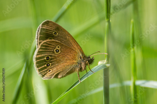 Ringlet butterfly on a blade of grass