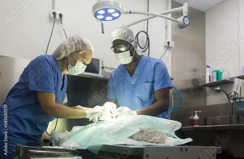 Proffesional veterinarians in uniform doing operation in a veterinary clinic