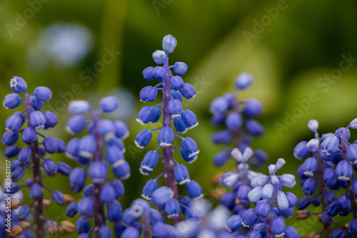 Spring flowers. Blooming purple muscari close-up. natural flower background