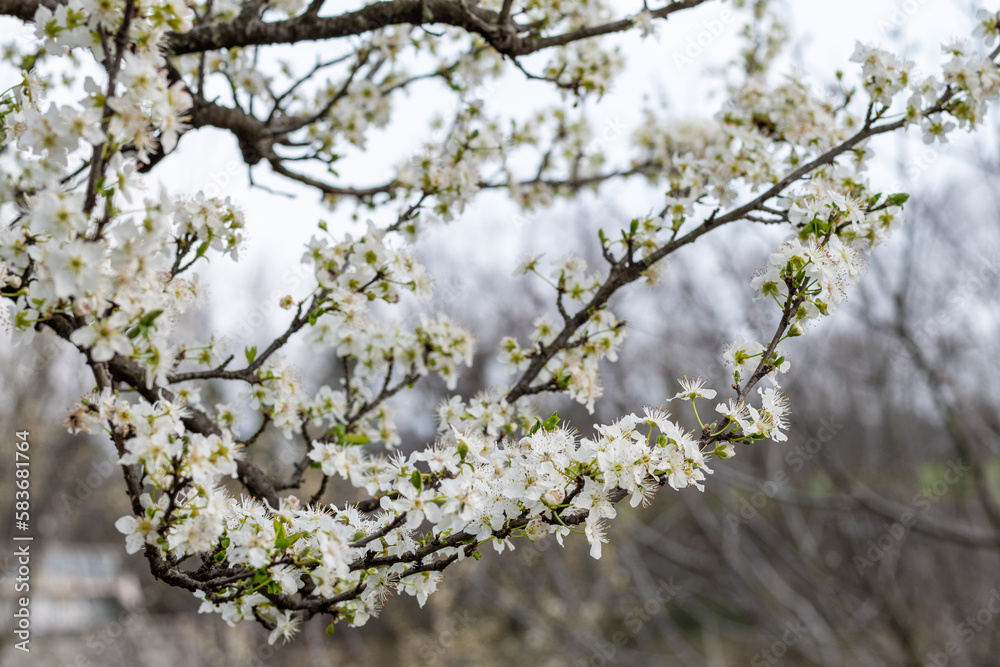 Springtime background with apple tree blossoms. Blossoming apple tree
