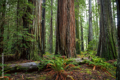 Redwood Serenity