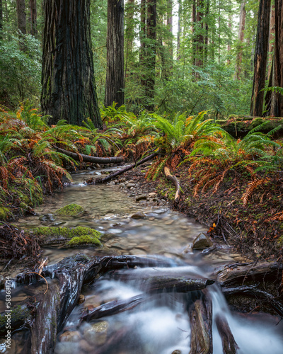 Redwood Creek