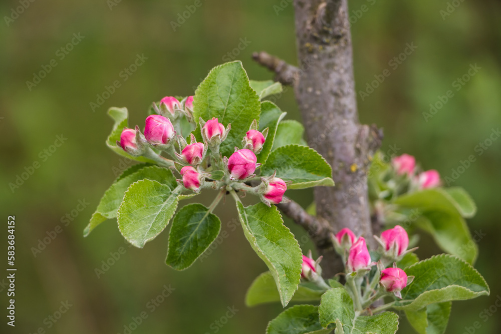 Spring white flowers. Blooming apple tree in spring. Natural flower background. Spring white flowers. Blooming apple tree in spring. Natural flower background.